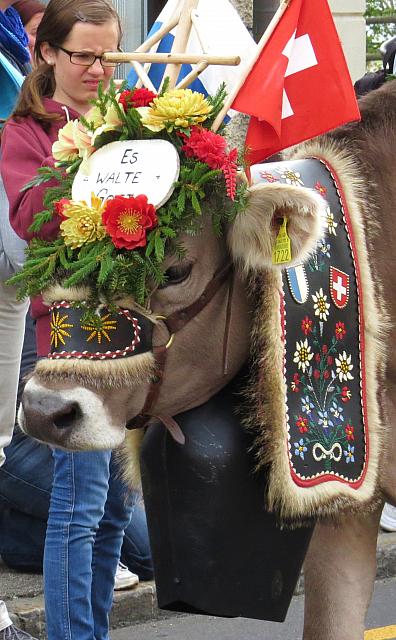 Cow with fancy decorations