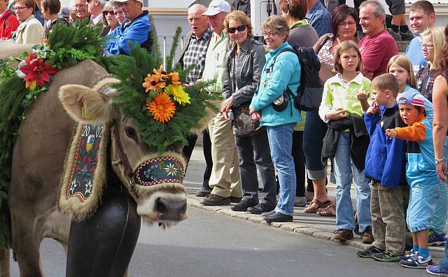 Cow with flowery hat