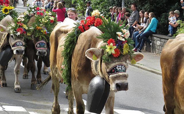 Decorated cows with giant cowbells