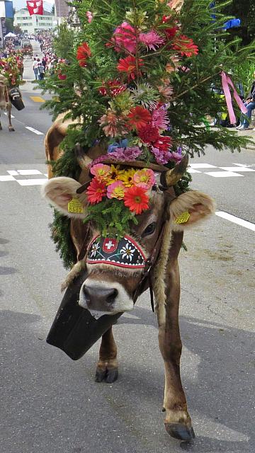 Cow with giant flower headset
