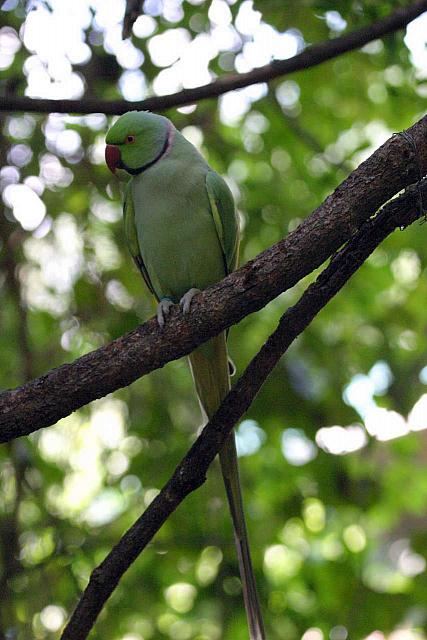 Indian Ring neck Parakeet