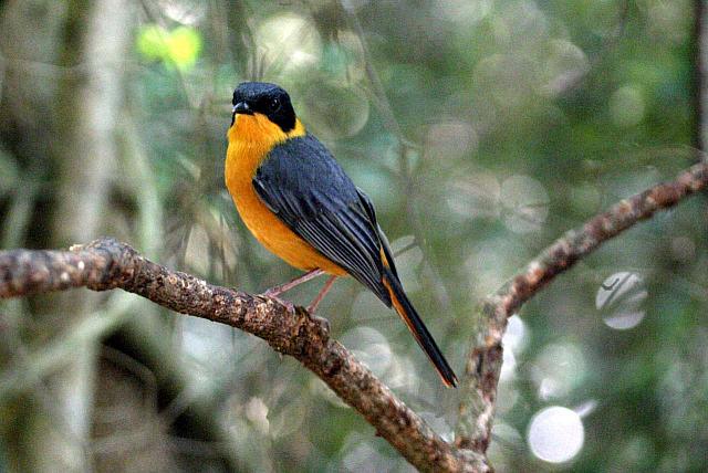 Chorister Robin-chat