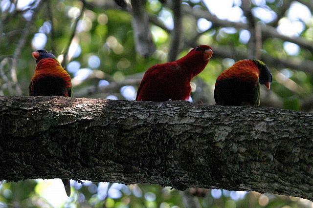 Green-naped Lorikeet