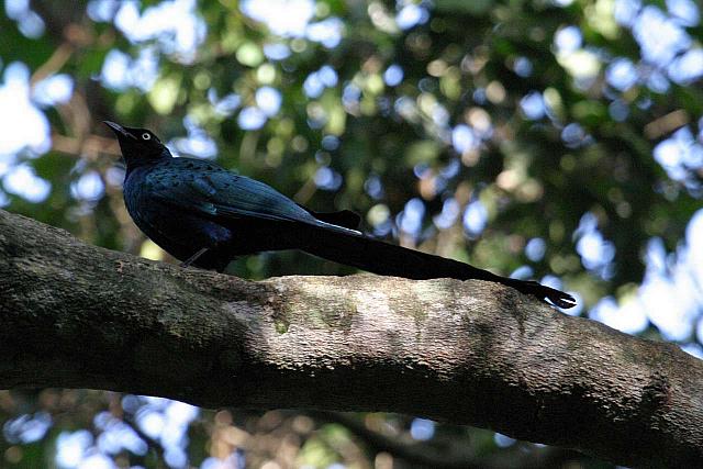 Long-tailed starling.