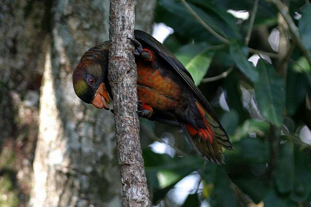 Dusky Lory