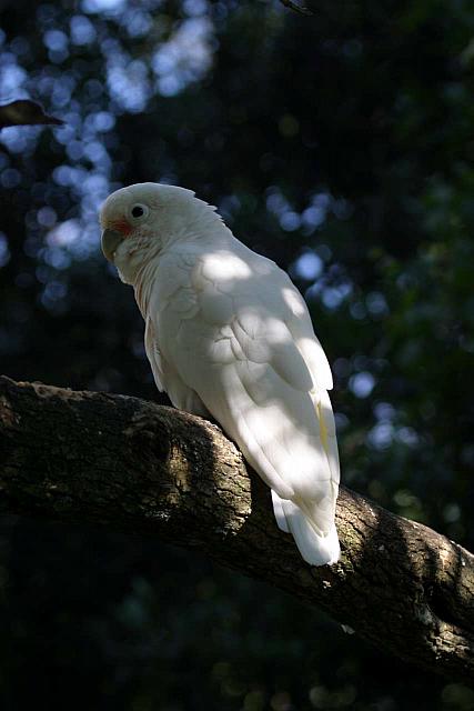 Cockatoo