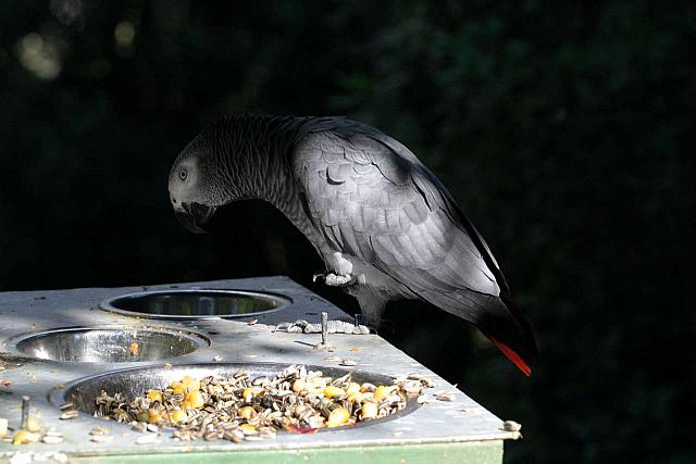 African Grey Parrot