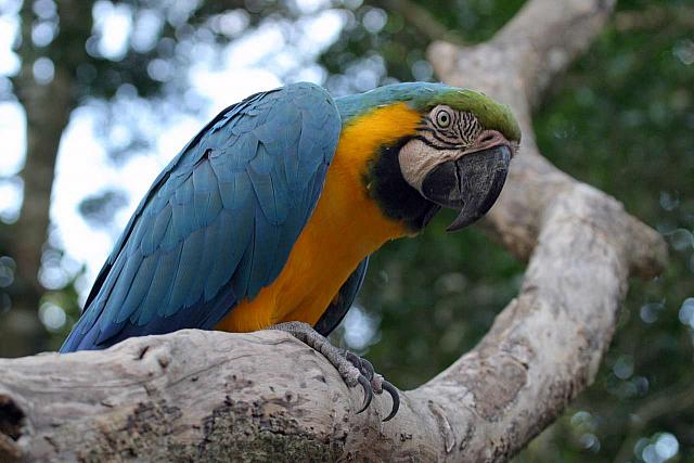 Blue & Gold Macaw