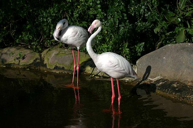 Greater Flamingo