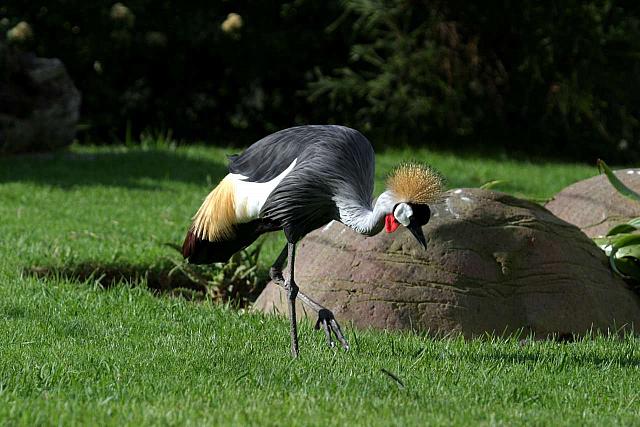 Southern Crowned Crane