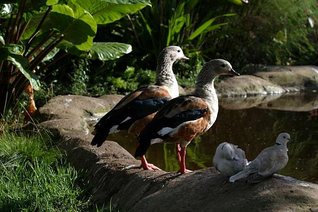 Orinoco Goose