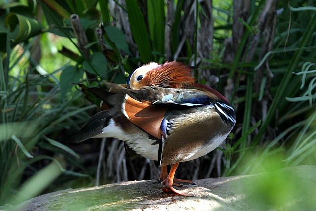 Mandarin Duck