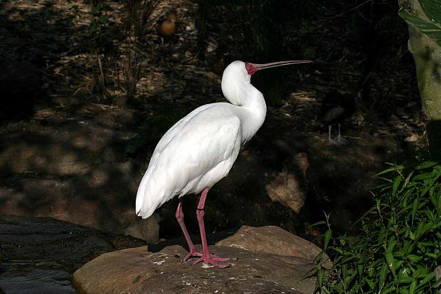 African Spoonbill