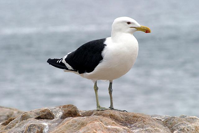 Male Seagul