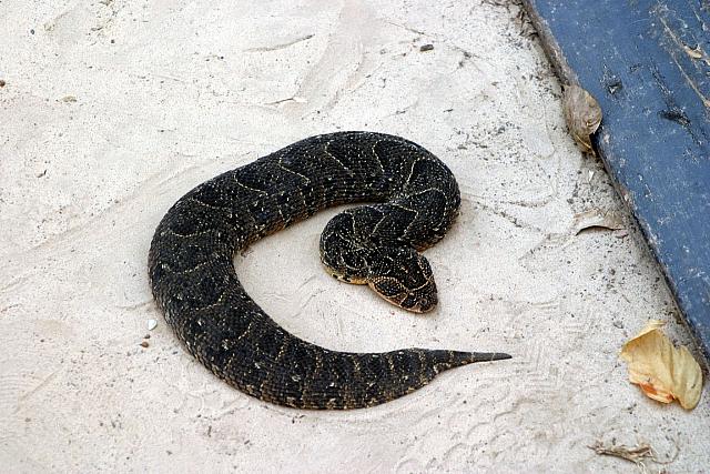 Poisenous puff adder
