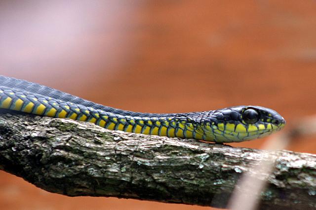 Boomslang
