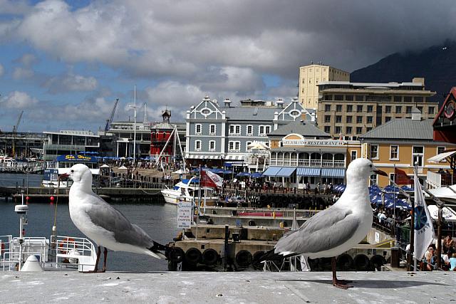 Seaguls posing at the waterfront in Cape Town