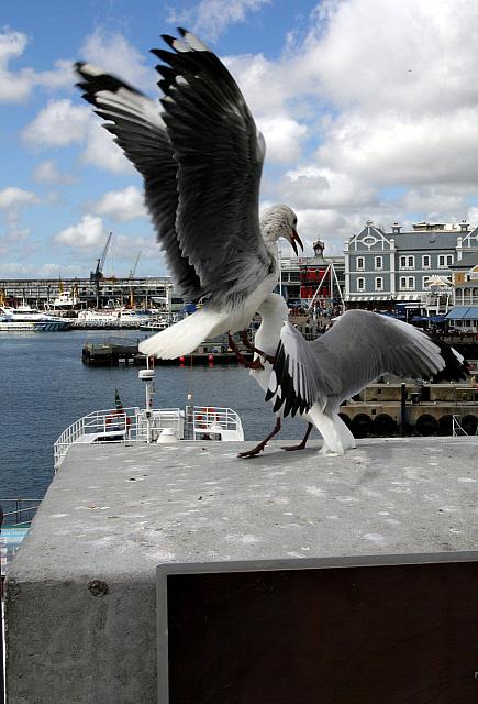 Seaguls fighting in Cape Town
