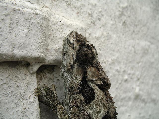 Chameleon closeup