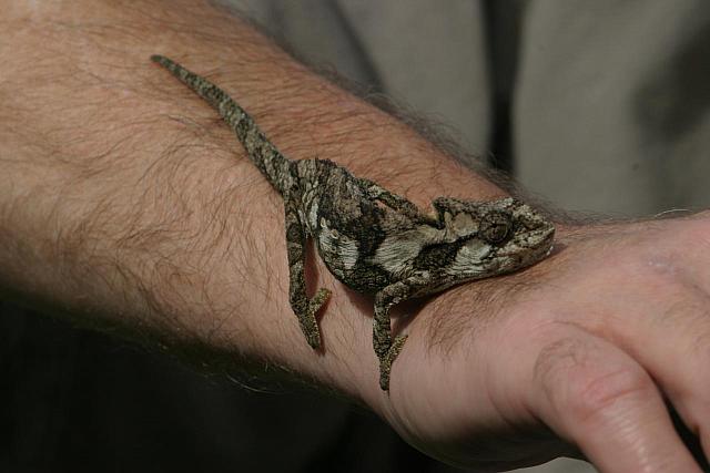 Chameleon on Karl´s hand