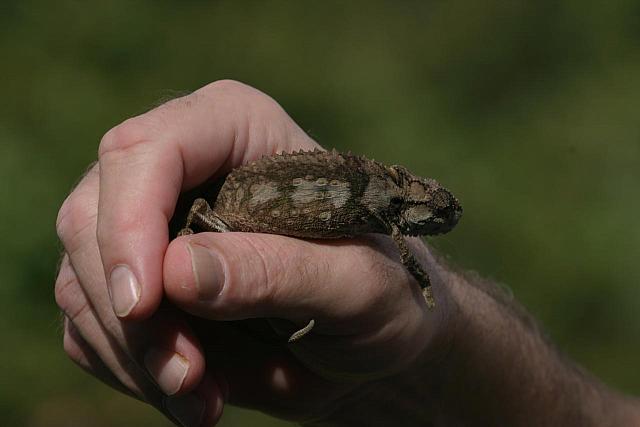 Chameleon on Karl´s hand