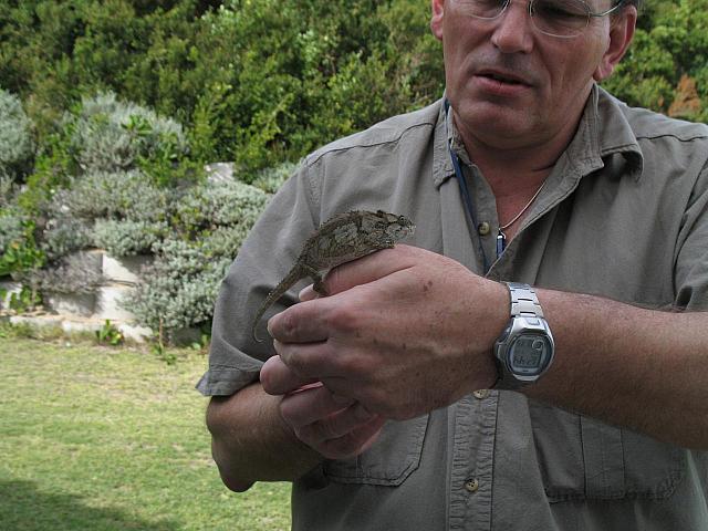 Chameleon on Karl´s hand