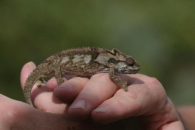 Chameleon moving slowly
