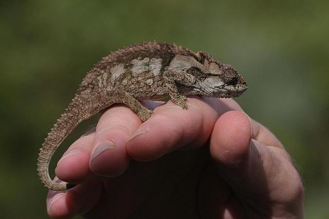 Chameleon on Karl´s hand