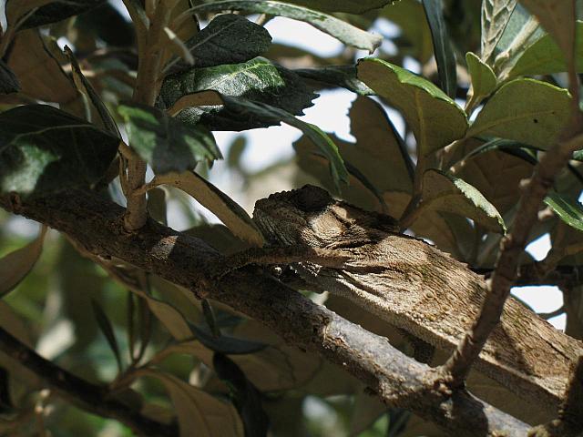 Chameleon in its natural environment