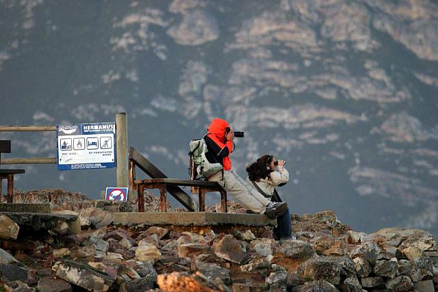 Intense whale watchers