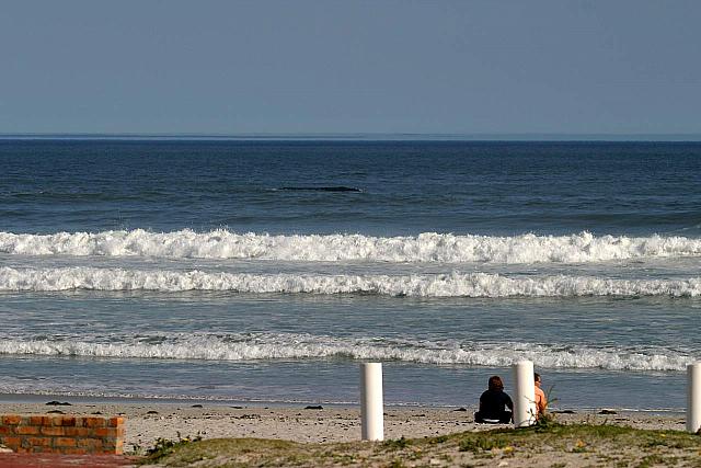 Whale close to the beach