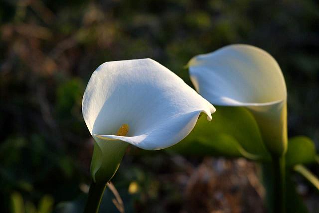 Calla Lily. Native plant of South Africa.