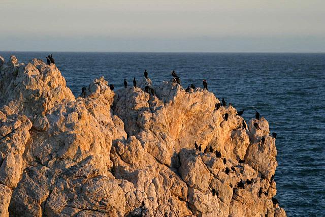 Birds on a rock in Hermanus