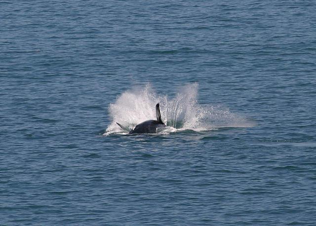 Whale splashing in the bay