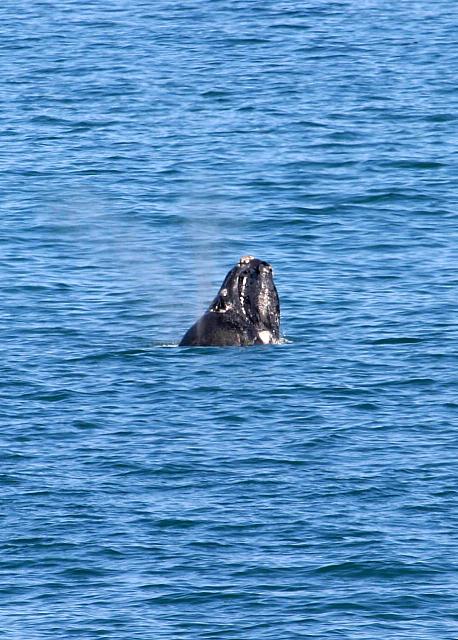 Whale sticking its head out