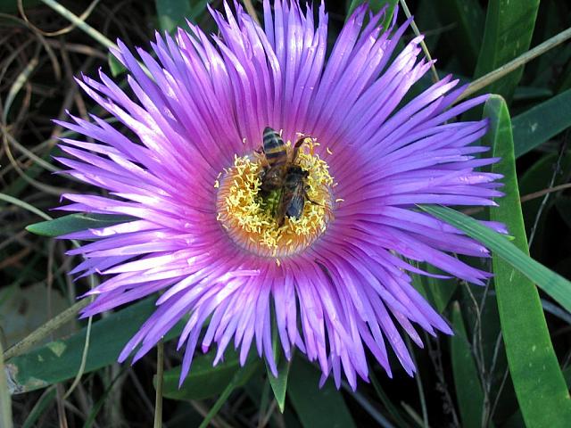 Bees enjoying a flower