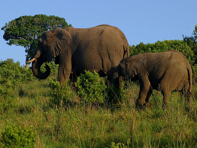 Elephants