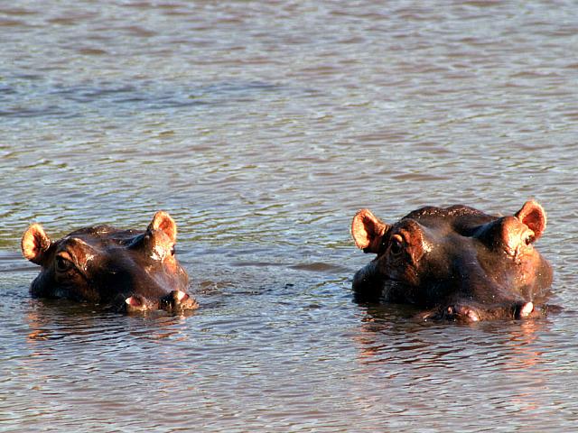 Hippos