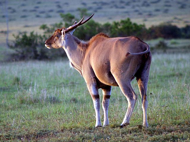 Not sure what this animal is