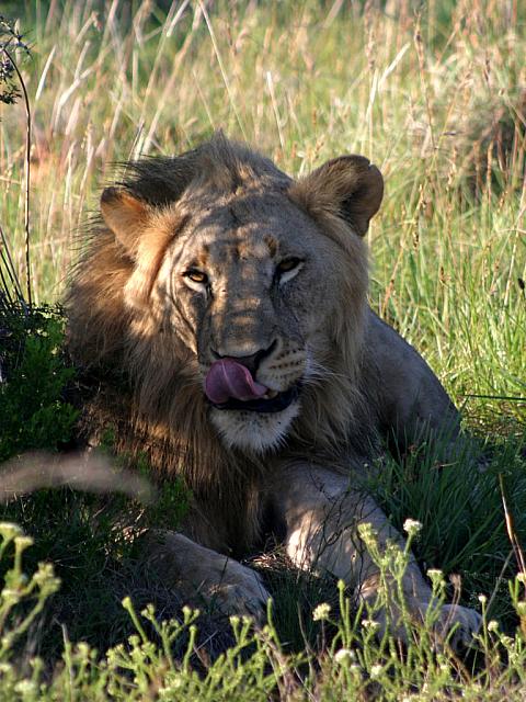 Looks as if the meal was tasty