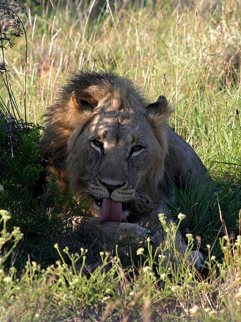Lion behaving very catlike