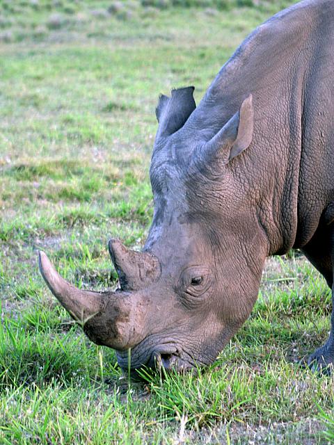 The Rhino came very close to the car