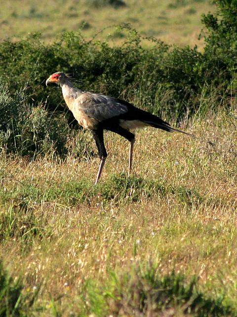 Secretary bird