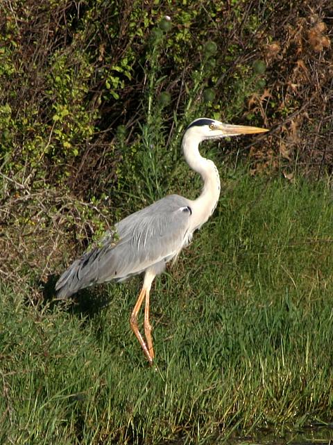South Africa has storks too!