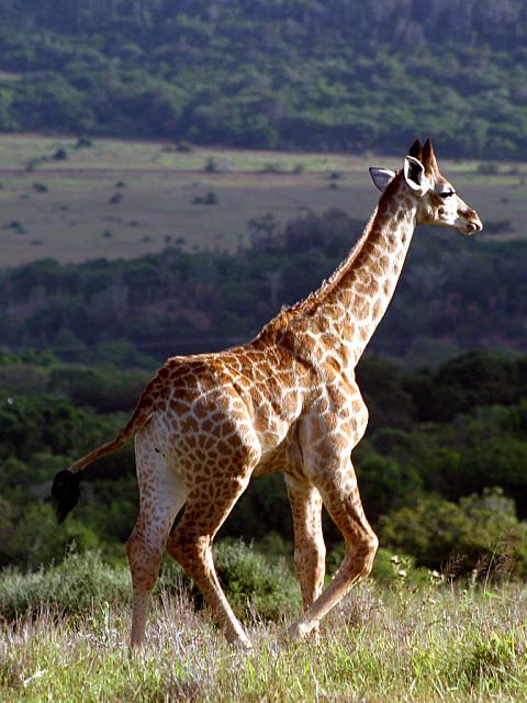 Giraffe