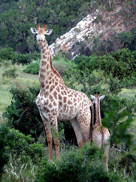 A young giraffe with its mother