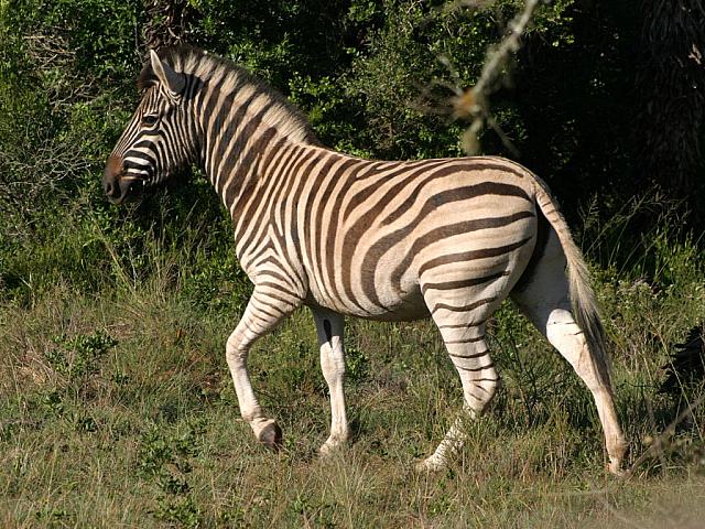 Zebra
