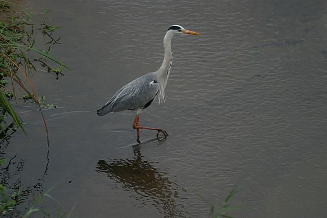 Grey Heron