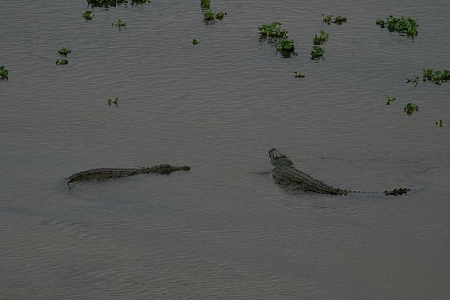 Crocodiles