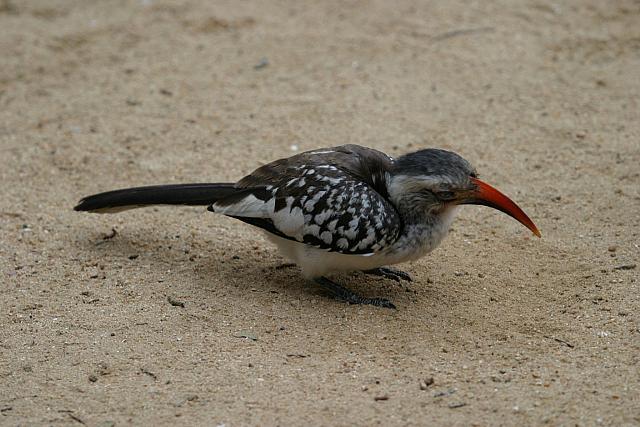 Red-billed hornbill